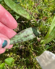 Erythronium americanum