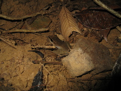 Pristimantis fenestratus