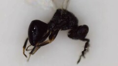 Eurytominae
