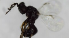 Eurytominae