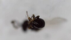 Eurytominae