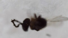 Eurytominae