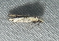 Blastodacna