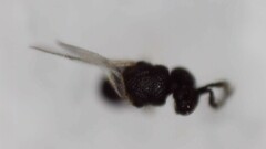 Eurytominae