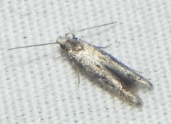 Blastodacna