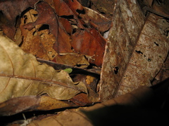 Pristimantis fenestratus