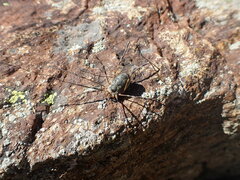 Mitopus glacialis