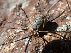 Mitopus glacialis