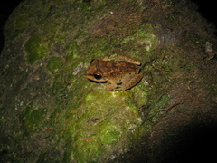 Pristimantis fenestratus