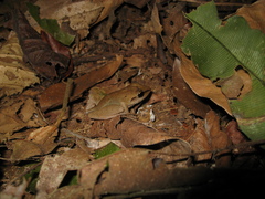 Pristimantis fenestratus