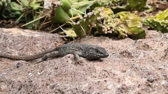 Gallotia atlantica