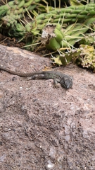 Gallotia atlantica