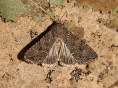 Anarta trifolii