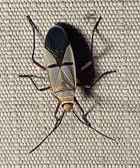 Dysdercus nigrofasciatus