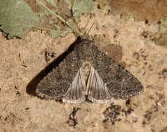 Anarta trifolii