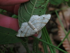 Trigrammia quadrinotaria