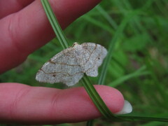 Trigrammia quadrinotaria
