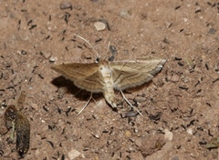 Cnaphalocrocis