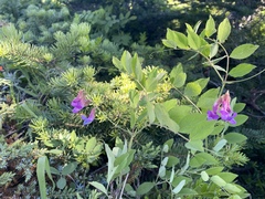 Lathyrus polyphyllus