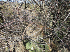 Adenia fruticosa image