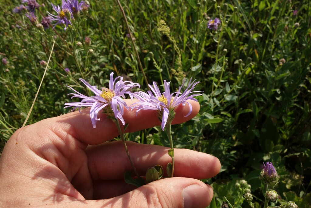 thạch thảo – Aster amellus
