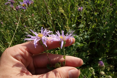 Aster amellus 3