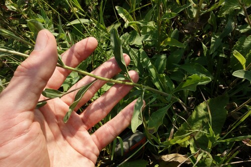 Aster amellus 4