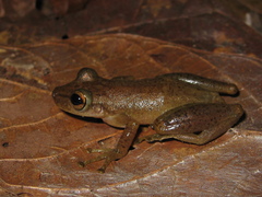 Scinax cruentomma