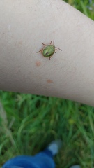 Piezodorus lituratus