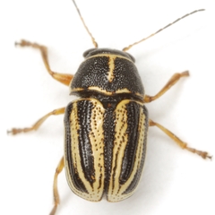Pachybrachis othonus othonus