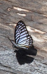 Graphium xenocles
