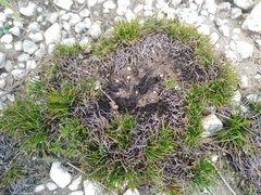 Ficinia overbergensis