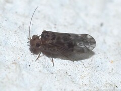 Peripsocus