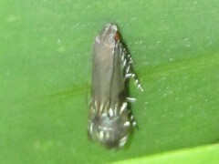 Anacampsis levipedella
