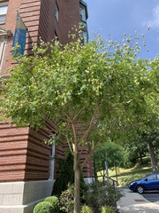 Koelreuteria paniculata