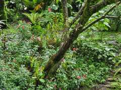Justicia carnea