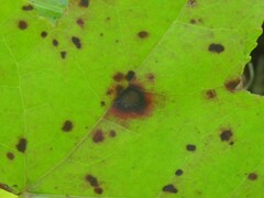 Cercospora liquidambaris