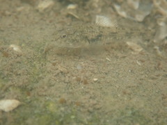 Pomatoschistus microps