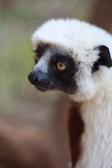 Propithecus coquereli