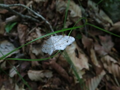 Trigrammia quadrinotaria