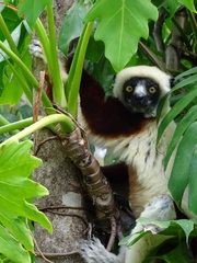 Propithecus coquereli