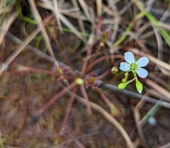 Drosera intermedia
