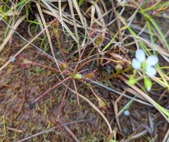 Drosera intermedia