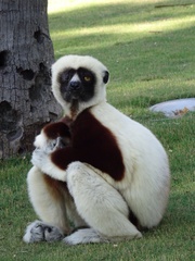 Propithecus coquereli