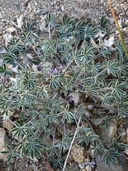 Lupinus lepidus utahensis