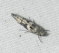 Coleotechnites atrupictella