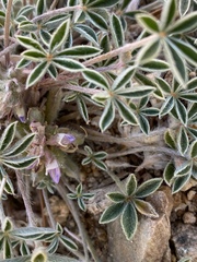 Lupinus lepidus utahensis