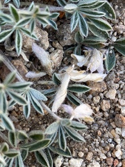 Lupinus lepidus utahensis