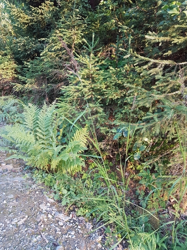 Scandinavian Small-reed