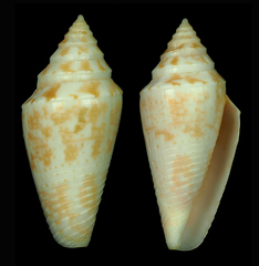 Conus clarus